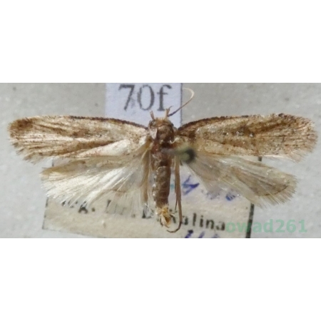 Diurnea fagella (Denis & Schiffermüller, 1775) Czech70f